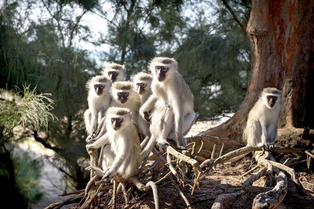 Avalone Guest House Saint Lucia Estuary Dış mekan fotoğraf